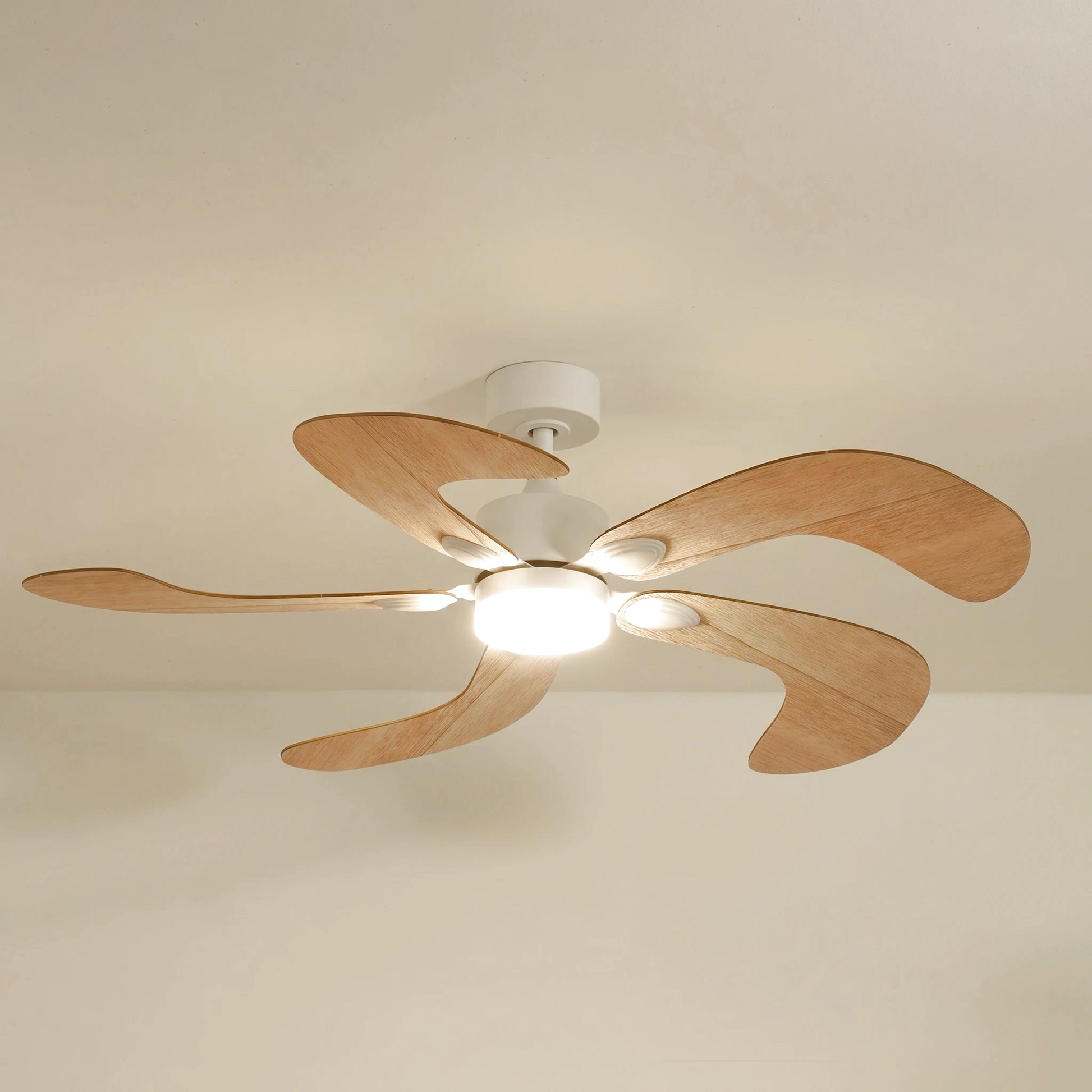 Colibri teinté Chêne | Ventilateur de plafond