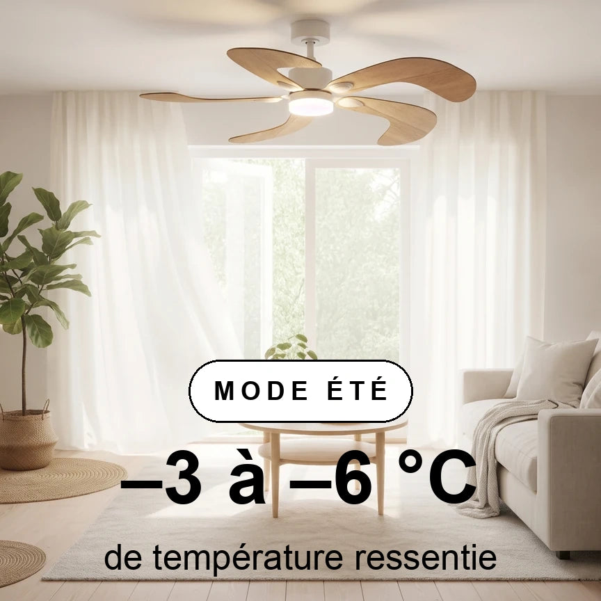 colibri scene ete
