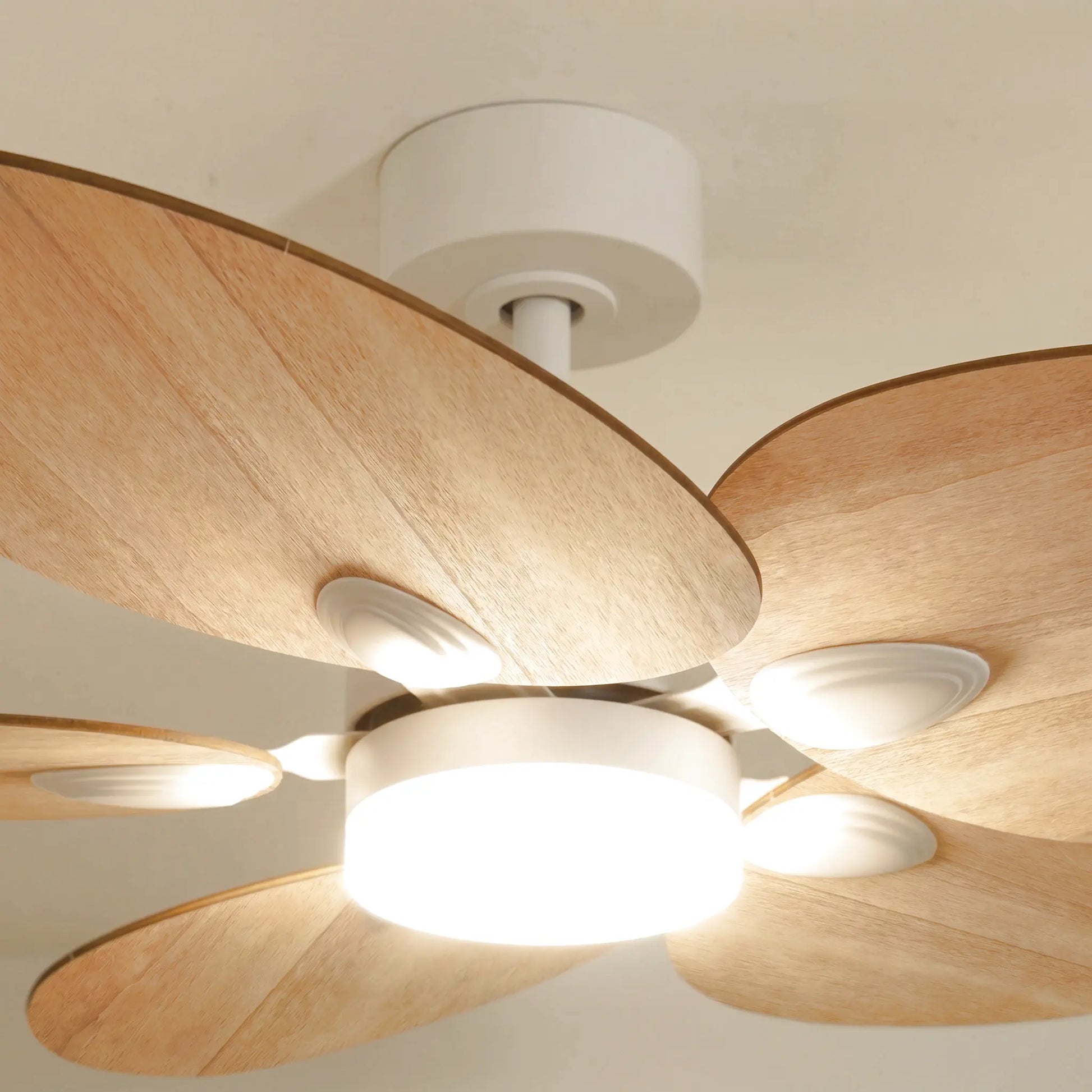 Dahlia teinté Chêne | Ventilateur de plafond