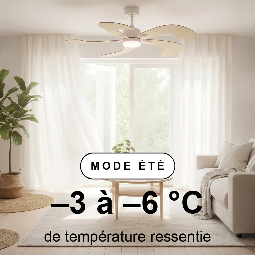 colibri scene ete